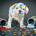 Best Puppy