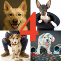 Register your dog in 4 classes