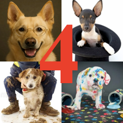 Register your dog in 4 classes